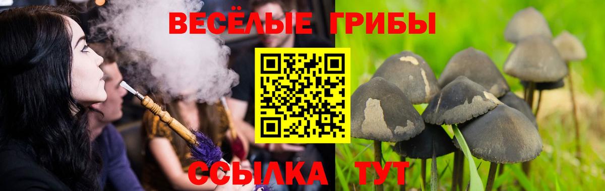 Галлюциногенные грибы MAGIC MUSHROOMS  Вход с VPN  Кольчугино 